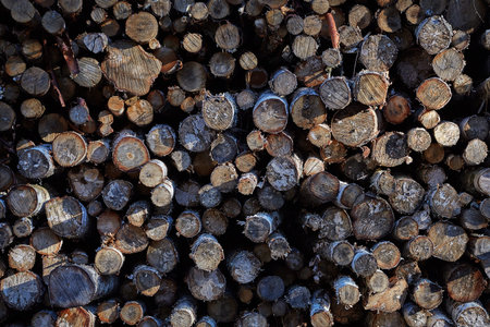 A pile of cut tree trunks. sections of tree trunks. texture