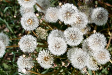 Lot of dandelion. white ball of seeds on green grass. background. view from the topの写真素材