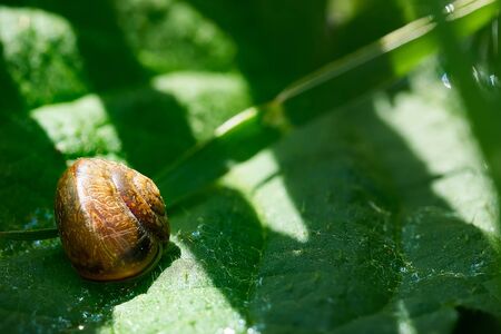 Snail on the sheet of grass. sunny day. clpse upの写真素材