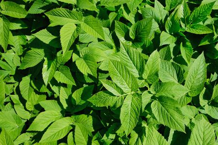 stinging leaves nettle. stinging nettle. background. textureの写真素材