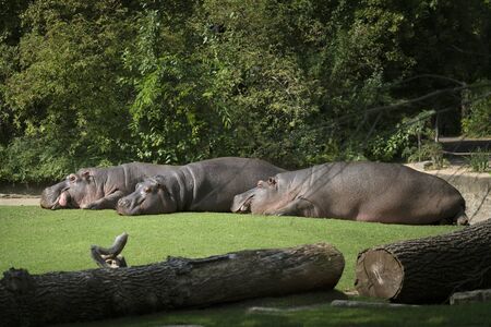 three hippos lie on the green grass to rest. the concept of body positiveの写真素材