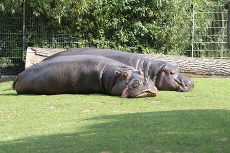 two hippos lie on the lawn to rest. the concept of body positive.の写真素材