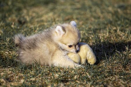 portrait of a cheerful mini Pomeranian puppy on the grassの写真素材