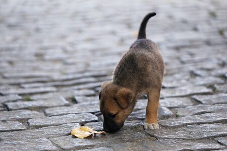 a puppy plays with a leafの写真素材
