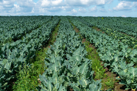 Pods of young green peas growing on a bed.の写真素材