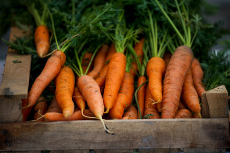 Pods of young green peas growing on a bed.の写真素材