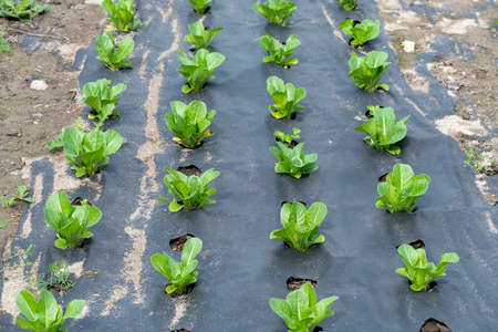 Pods of young green peas growing on a bed.の写真素材