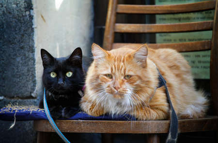 portrait of two cute cats. Two cats black and red are sitting on a chairの写真素材