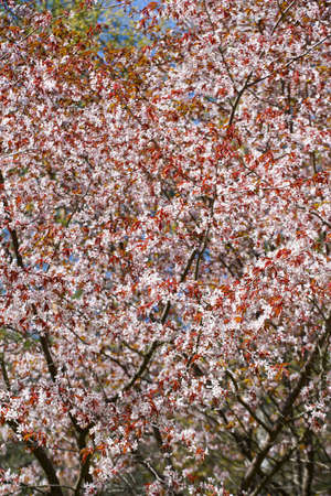 Beautiful Cherry blossom, pink sakura flower. background textureの写真素材