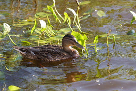 Female mallard duck. Portrait of a duck in clean water.の写真素材