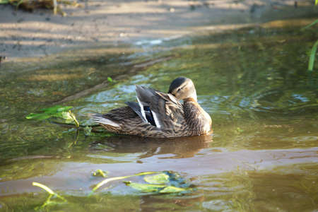 Female mallard duck. Portrait of a duck in clean water.の写真素材