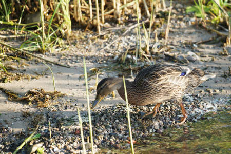 Female mallard duck. Portrait of a duck in clean water.の写真素材