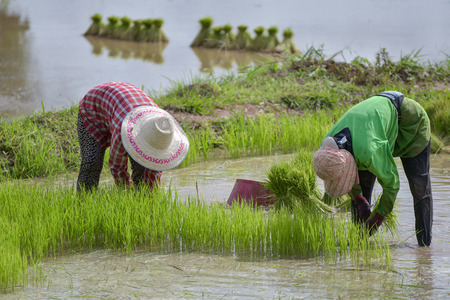 transplant rice seedlingsの写真素材