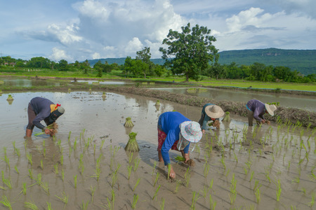 transplant rice seedlingsの写真素材