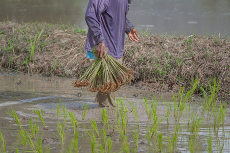 transplant rice seedlingsの写真素材