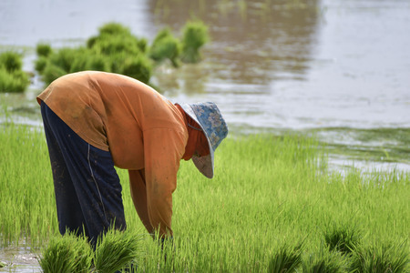 transplant rice seedlingsの写真素材