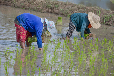 transplant rice seedlingsの写真素材