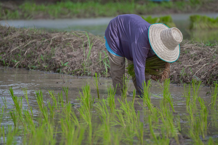 transplant rice seedlingsの写真素材