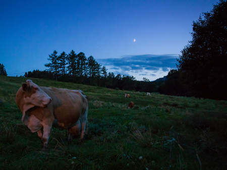 Moonrise over farmland with a Cowの写真素材