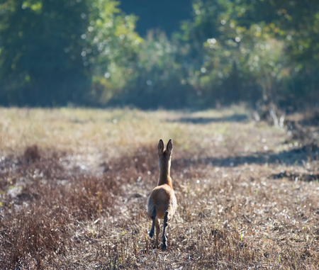 Running deer in a field in austriaの写真素材
