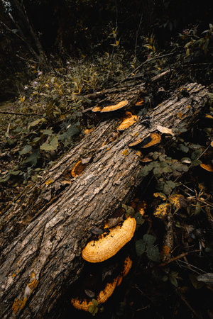 tree mushrooms moss