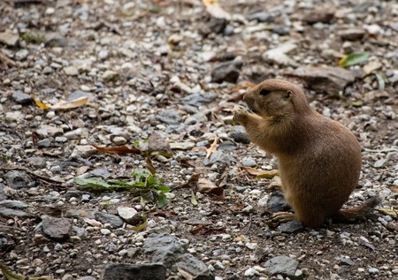 Black-tailed Prairie Dogs, Grasslandsの写真素材