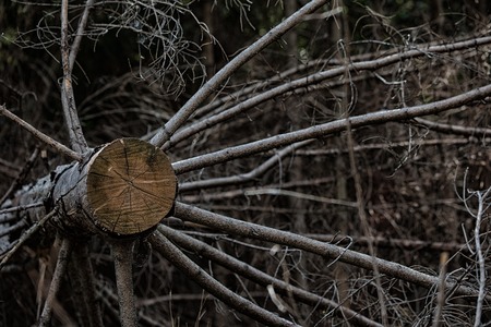 tree roots and sunshine in a green forestの写真素材