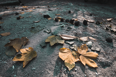 Maple and oak leaves on the ground during autumn. Abstract backgroundの写真素材
