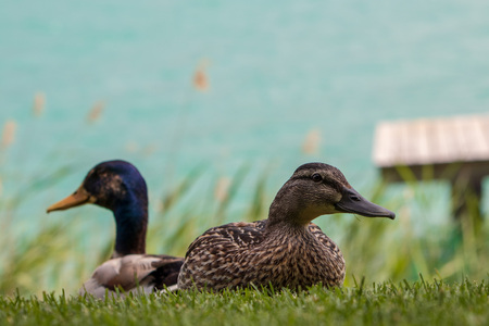 duck with colorful feathers on the green grassの写真素材
