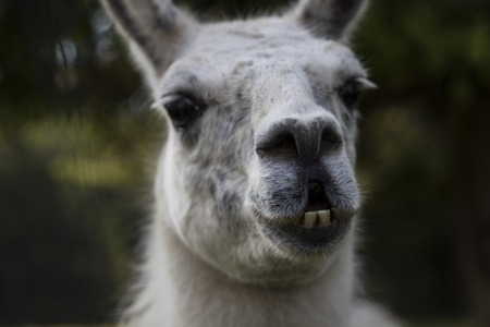 Close up View of a young Alpacaの写真素材