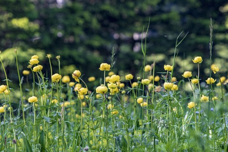 Spring or Summer yellow Flowers and Grassの写真素材