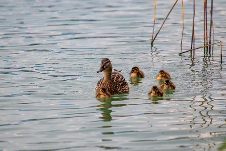 Mother duck with her baby ducklings in a lakeの写真素材