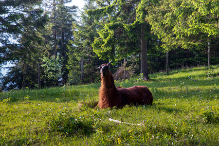 Happy alpaca on green grass fieldの写真素材
