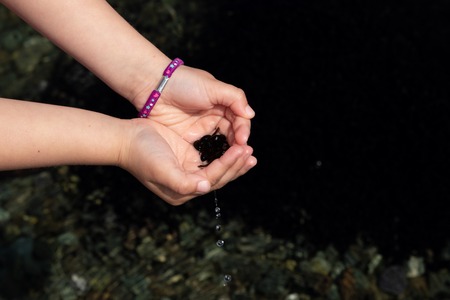 hand of child with many black tadpoles caught in the pondの写真素材