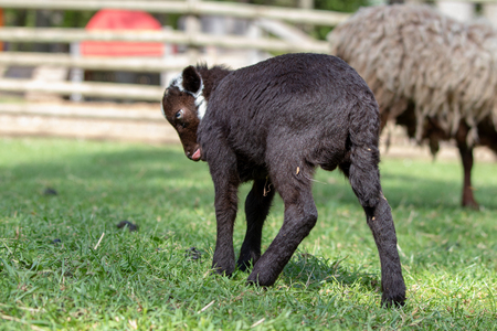 Baby Sheep is standing in the grassの写真素材