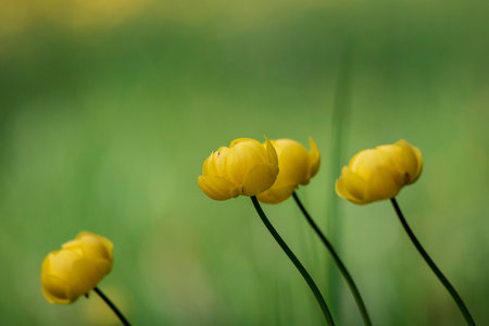 Spring or Summer yellow Flowers and Grass