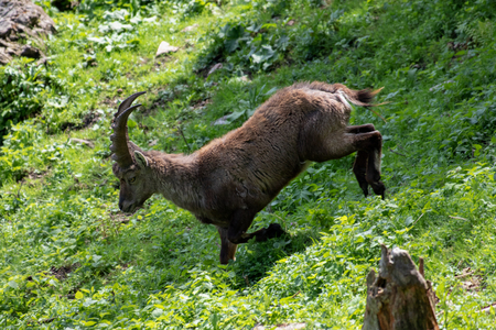 adult natural male alpine ibex capricorn standing in green meadow, sunshine, shadowの写真素材