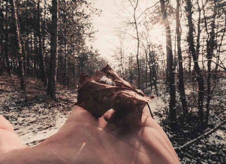 A silhouette of hand holding a auumn maple leaf with sunlight coming through the top of it. Blurred bokeh background of the forest in the sunriseの写真素材