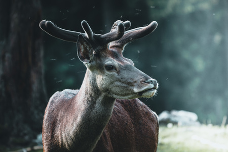 Deer portrait on the grass and forest background in austriaの写真素材