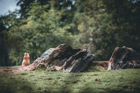 prairie dog on field in summer in a zoo in autriaの写真素材