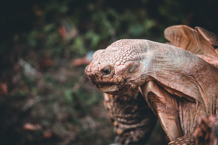 one Pond slider isolated on the white background in a zooの写真素材