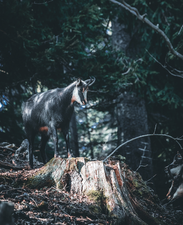 Chamois, Rupicapra rupicapra, on the rocky hill with autumn grass, mountain. Wildlife scene in nature. Alps Animal with horn in the habitat in austriaの写真素材