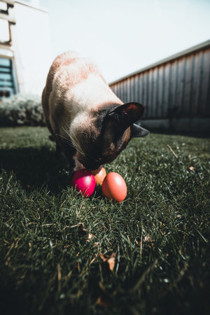 Cute siberian kitten with Easter egg over bright green grass background. Focus on the kitten in the...