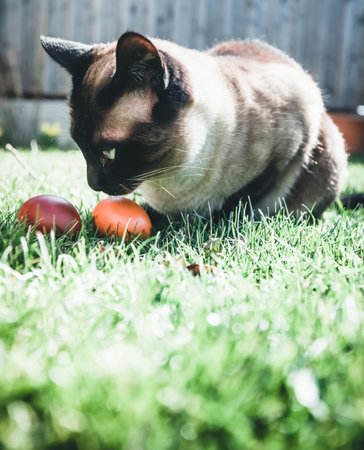 Cute siberian kitten with Easter egg over bright green grass background. Focus on the kitten in the...
