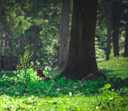 White-tailed deer baby in the summer forest in austriaの写真素材