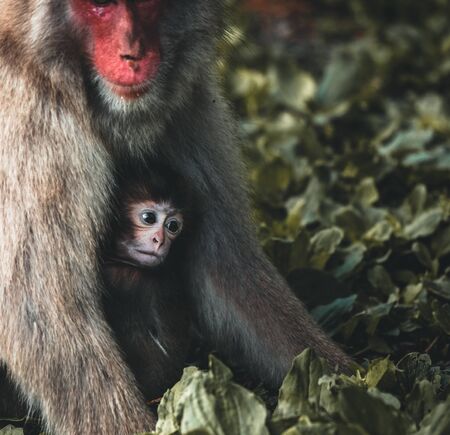 Baby macaque monkey and his caring mother in the nature on a summer day in the natureの写真素材