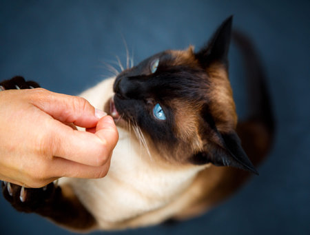 woman is feeding hungry cat, cat eats from hand of girl