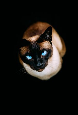 siam cat with blue eyes on black backgroundの写真素材
