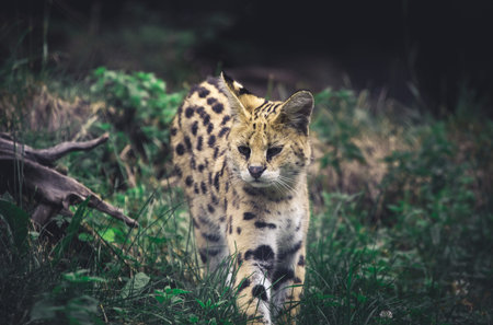 Serval Wild Cat, Masai Mara is walking in the grass