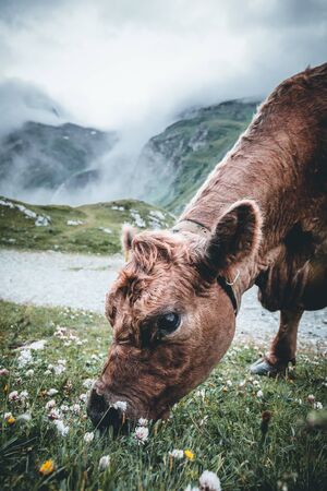 Foggy landscape in austrian Mountains. Cow is eating on the meadow with foggy background.の写真素材